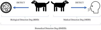 The Use and Potential of Biomedical Detection Dogs During a Disease Outbreak